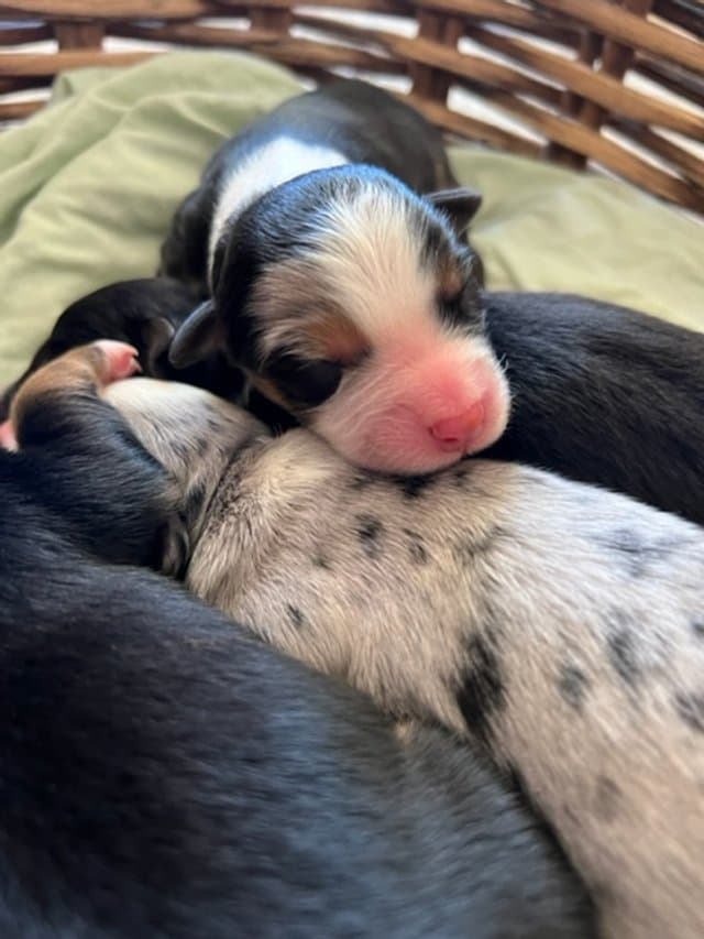 Beautiful Australian Shepherd from Rock Canyon Aussies