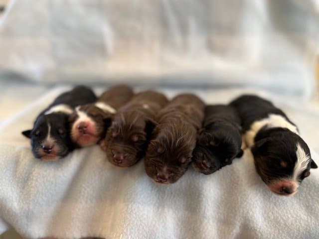 Our January 2026 Litters Have Arrived!