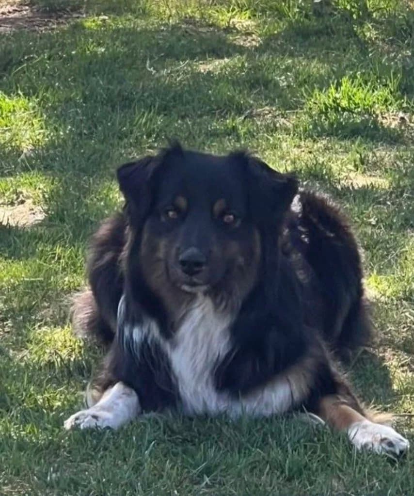 Elvira - Black Tri Australian Shepherd