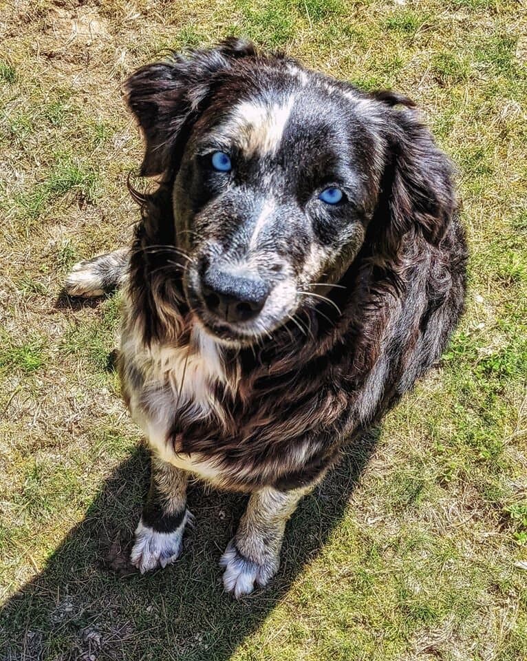 Happy Rock Canyon Aussie family 1