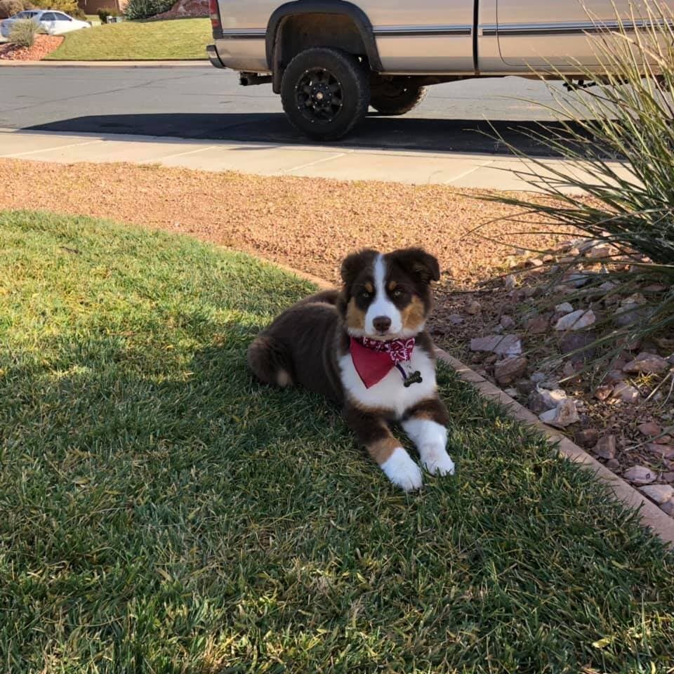 Happy Rock Canyon Aussie family 4